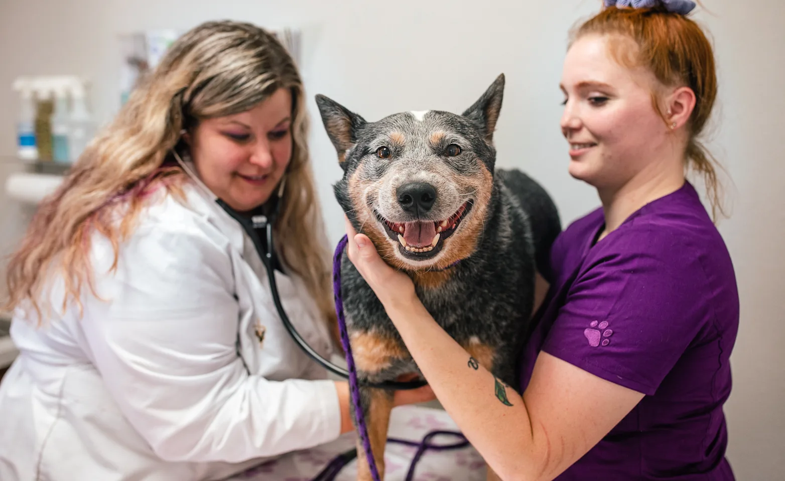 A MAB team member and staff examining a large happy gray and brown dog A MAB team member and staff examining a large happy gray and brown dog