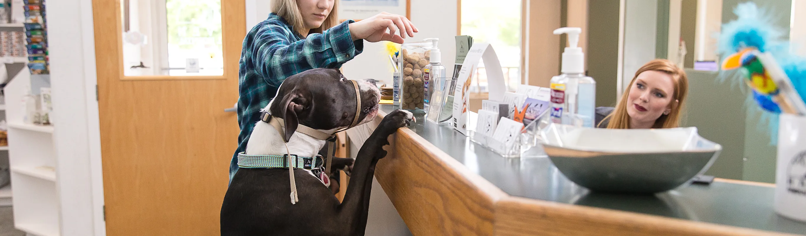 Dog standing up with paws on the HAH reception counter Dog standing up with paws on the HAH reception counter