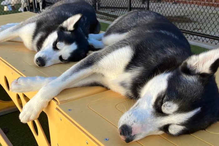 Two dogs rest at PetSuites. 