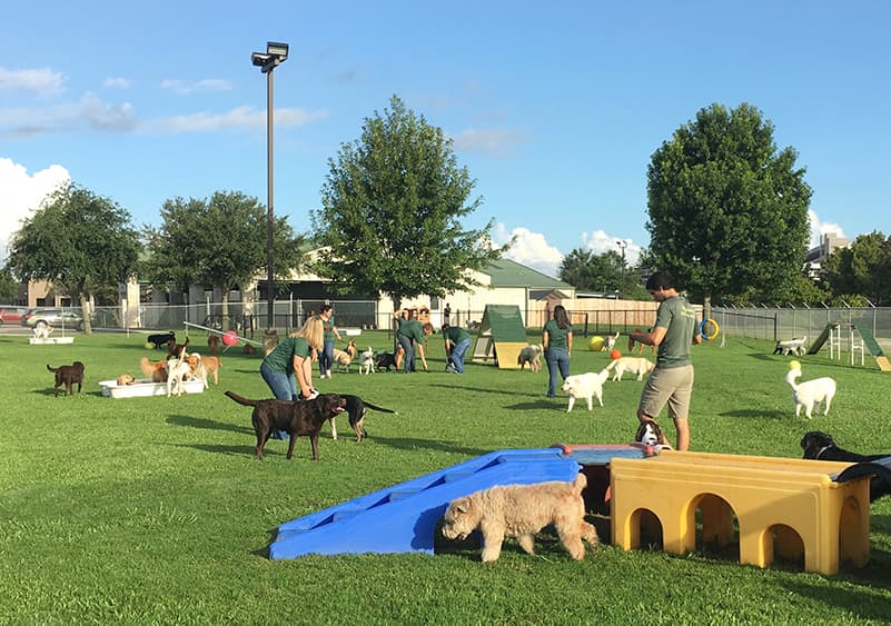 Large turf area with many dogs and staff members.