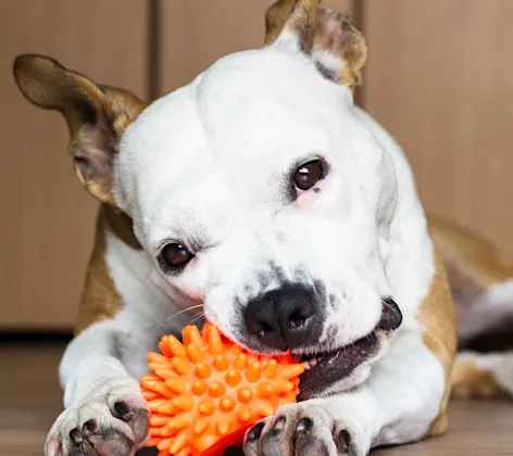 A boxer running through a field with a ball in its mouth