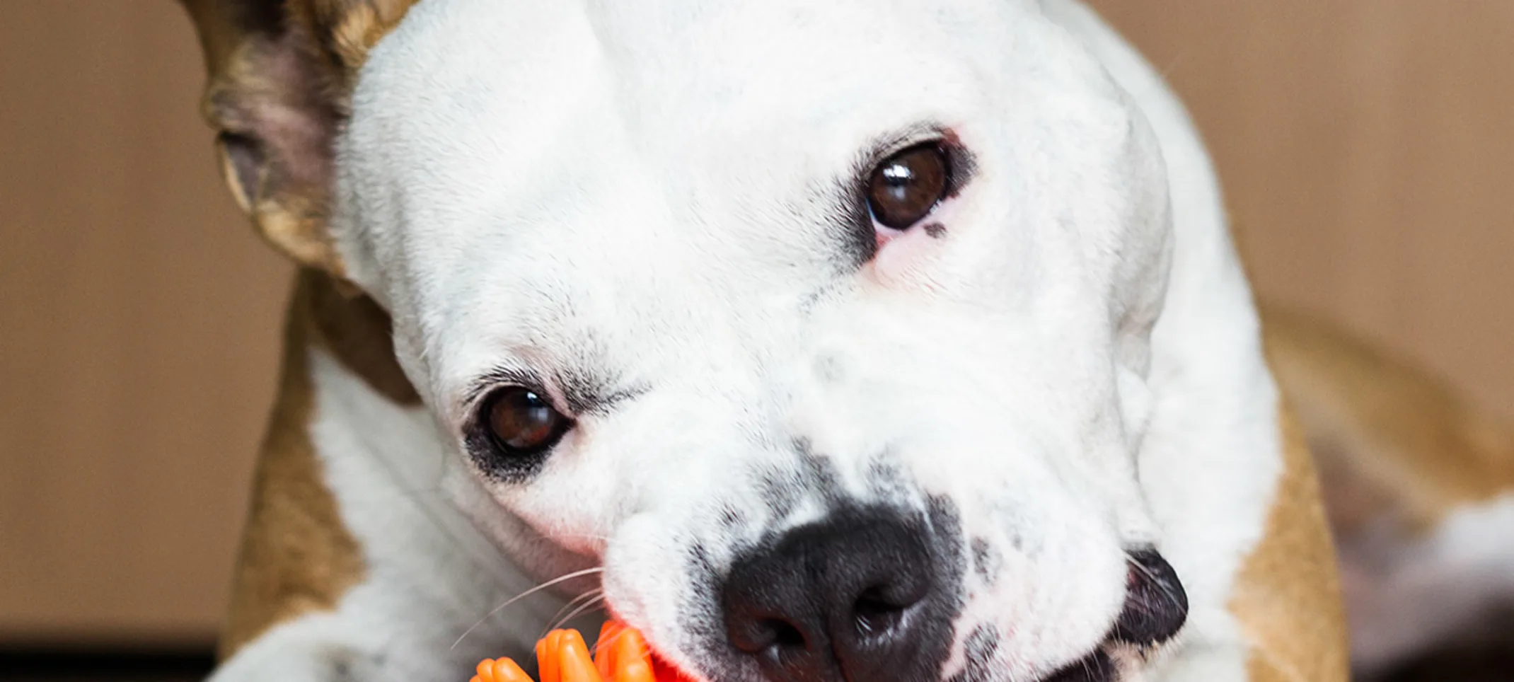 A boxer running through a field with a ball in its mouth A boxer running through a field with a ball in its mouth