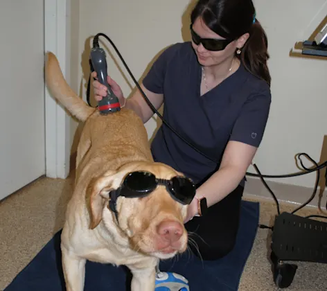 Vet performing laser therapy Vet performing laser therapy