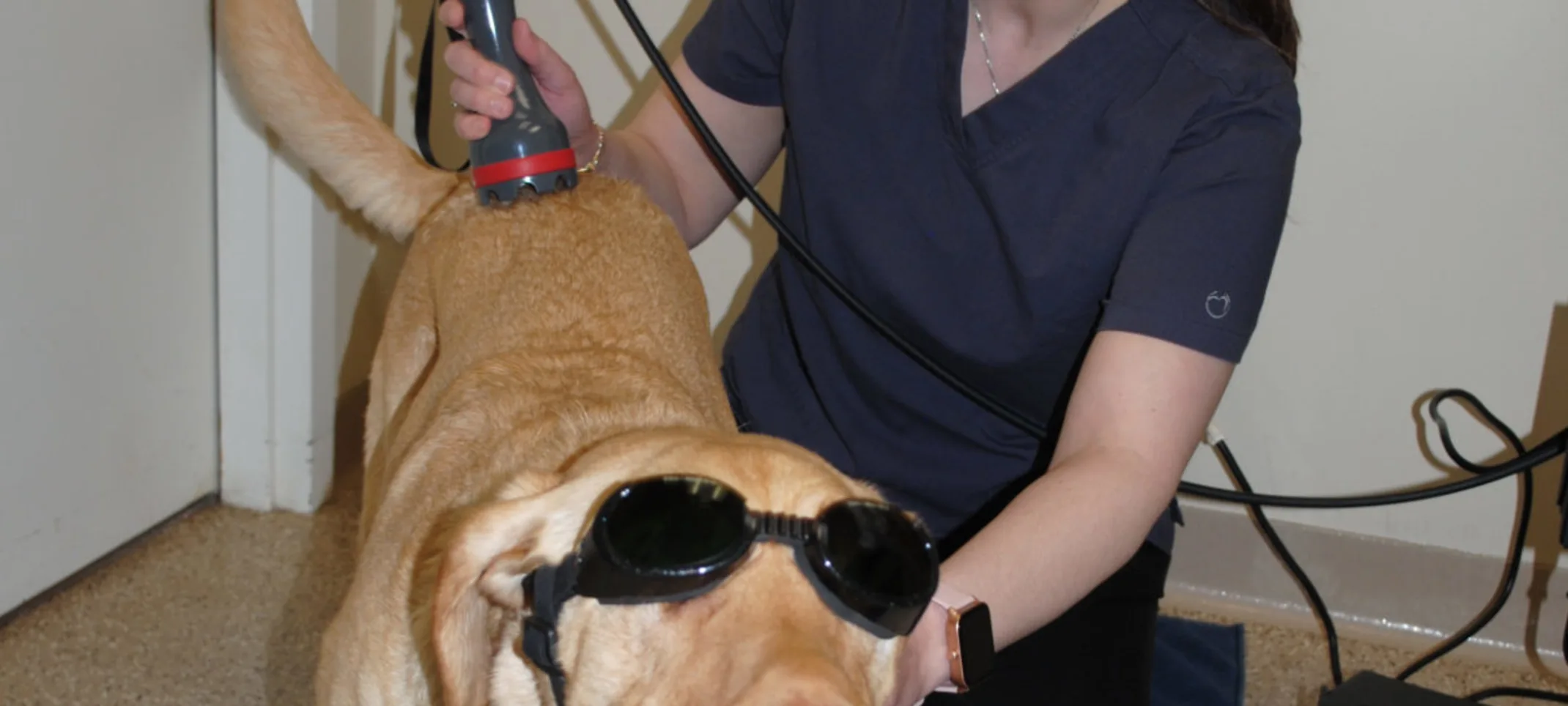 Vet performing laser therapy Vet performing laser therapy