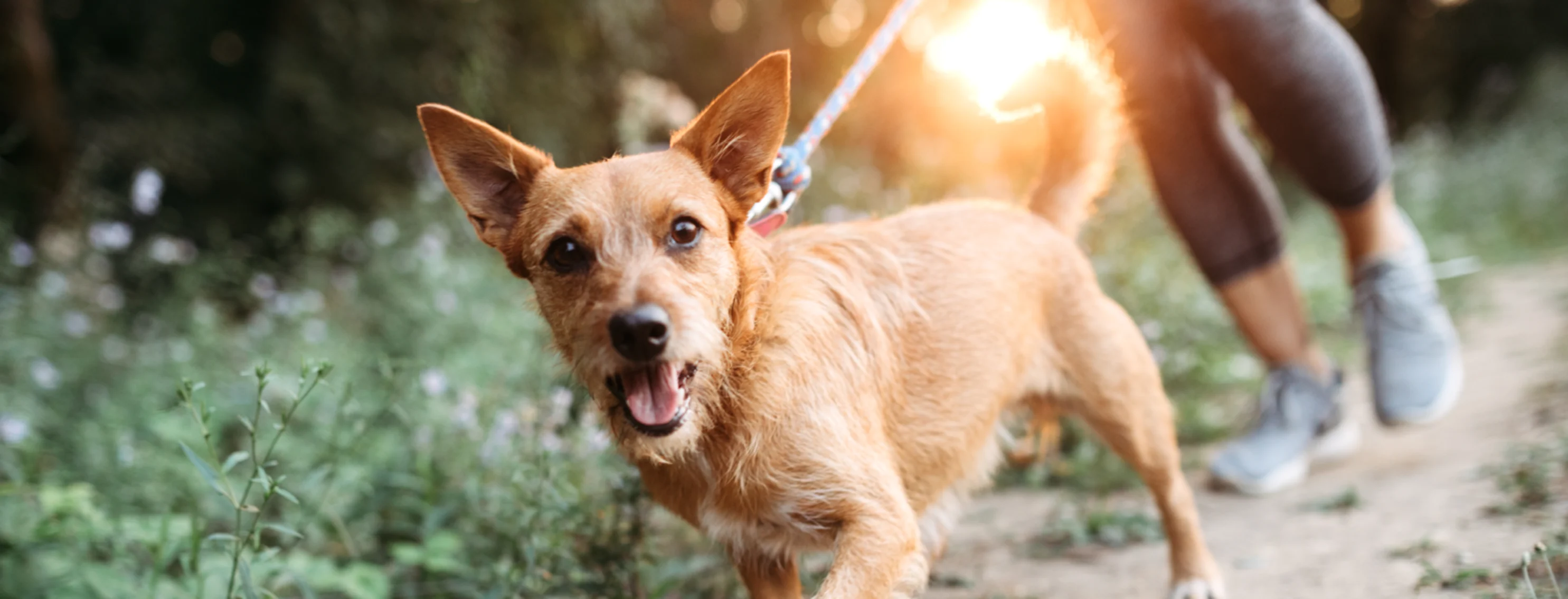 Dog walking with person in nature