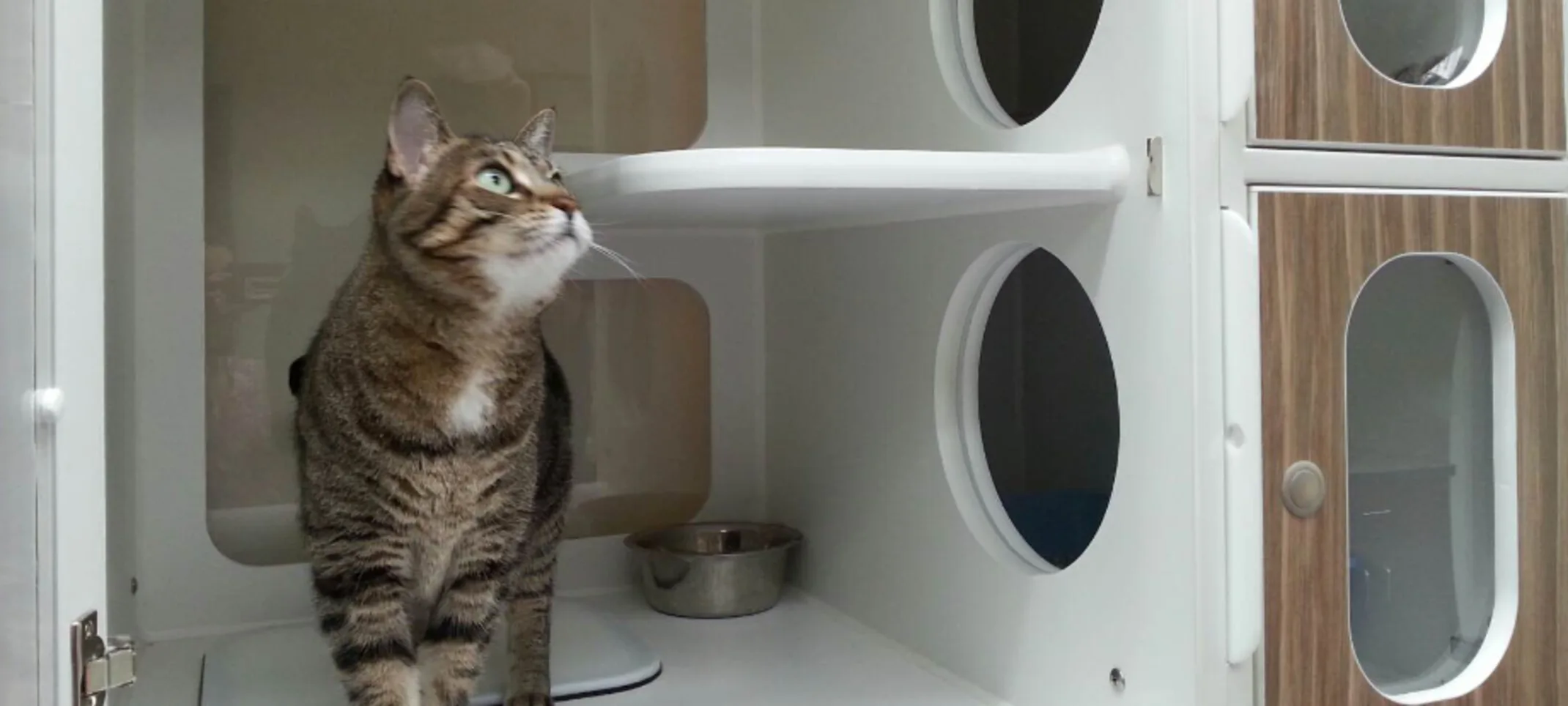 Cat Daycare Cat Daycare