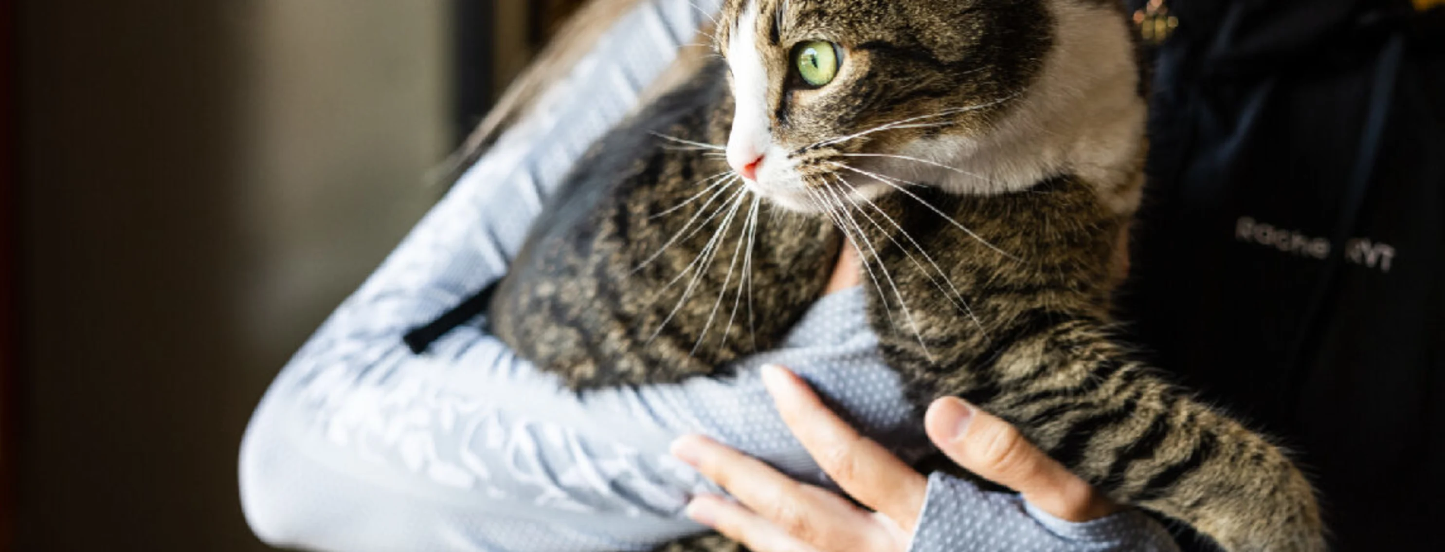 Cat being held in staff member's arms image Cat being held in staff member's arms image