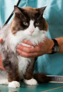 Brown/White Cat Held by Veterinarian