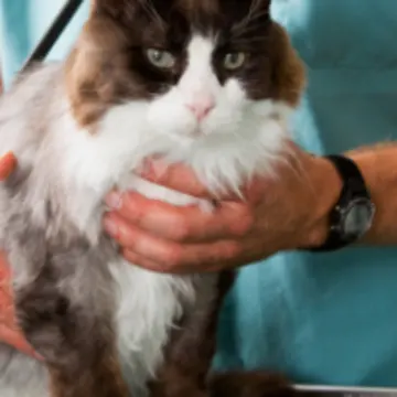 Brown/White Cat Held by Veterinarian Brown/White Cat Held by Veterinarian