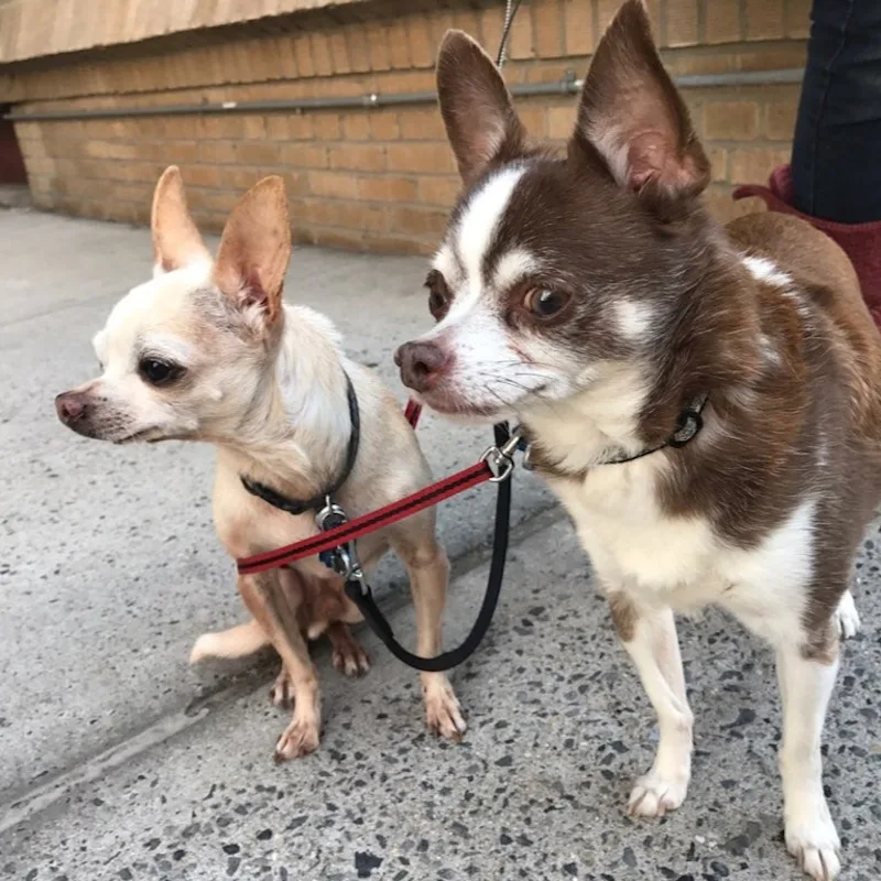 Priti Amin Priti Amin