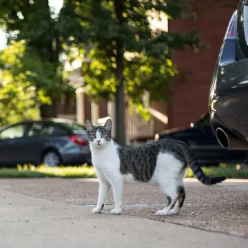 Cat on street in front of cars