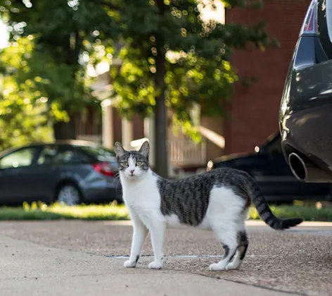 Cat on street in front of cars