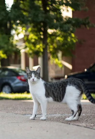 Cat on street in front of cars