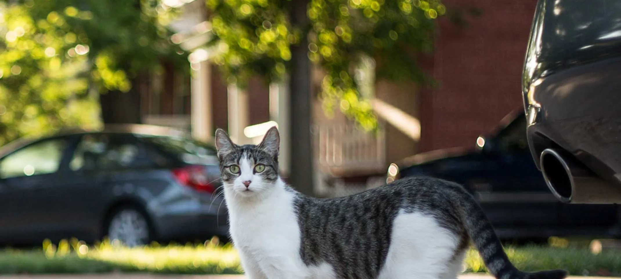Cat on street in front of cars Cat on street in front of cars