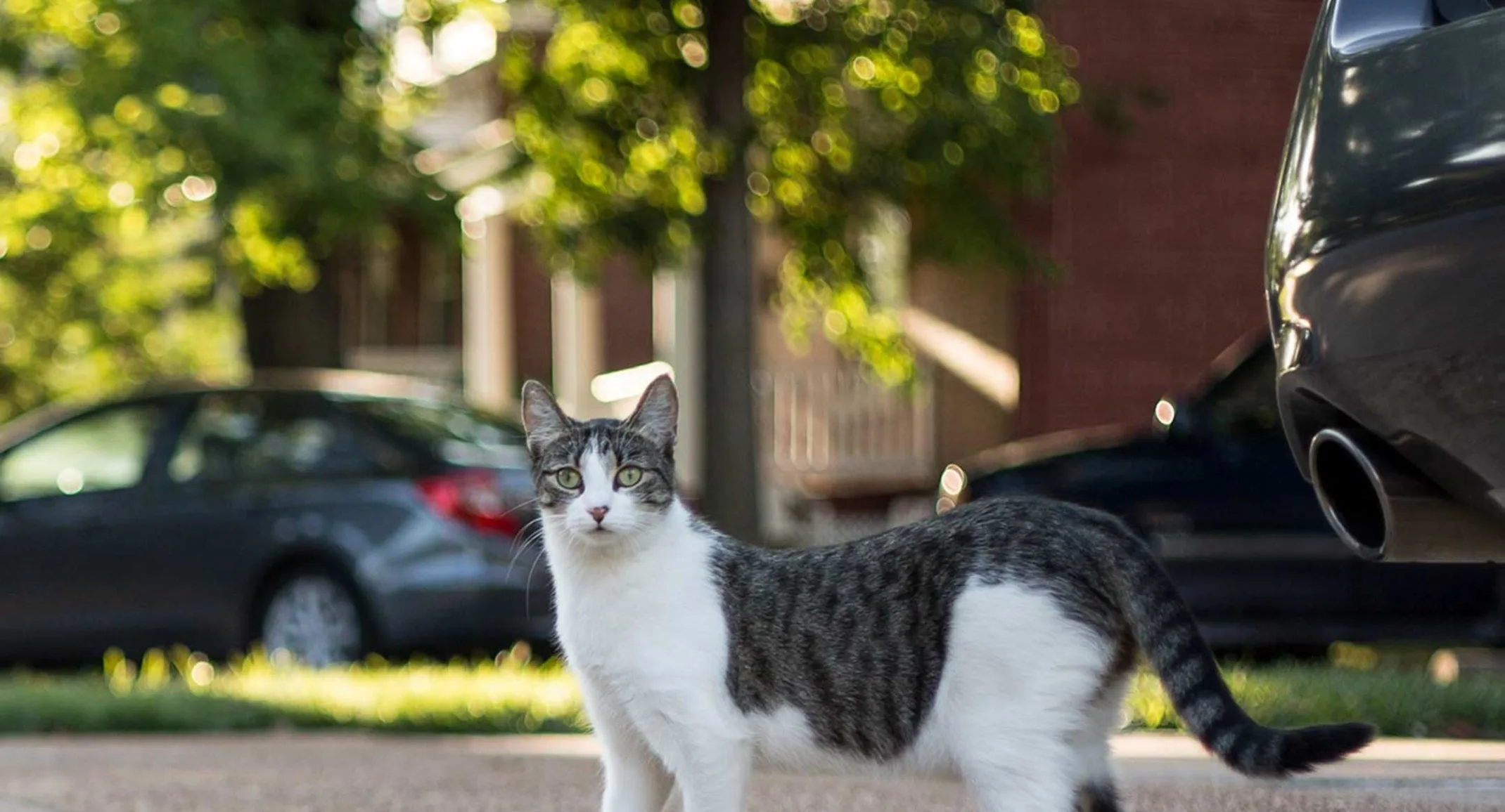 Cat on street in front of cars Cat on street in front of cars