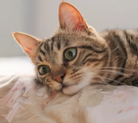 Brown Cat Lying on a Blanket Brown Cat Lying on a Blanket