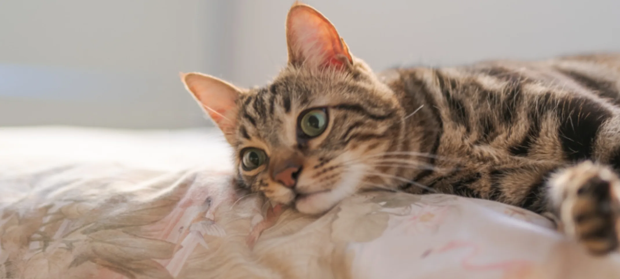 Brown Cat Lying on a Blanket Brown Cat Lying on a Blanket