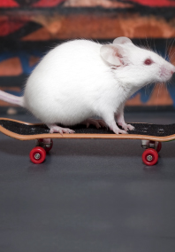 Mouse on skateboard 