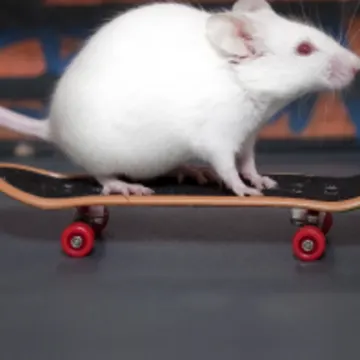 Mouse on skateboard 