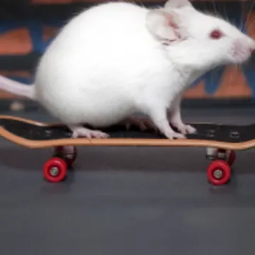 Mouse on skateboard Mouse on skateboard