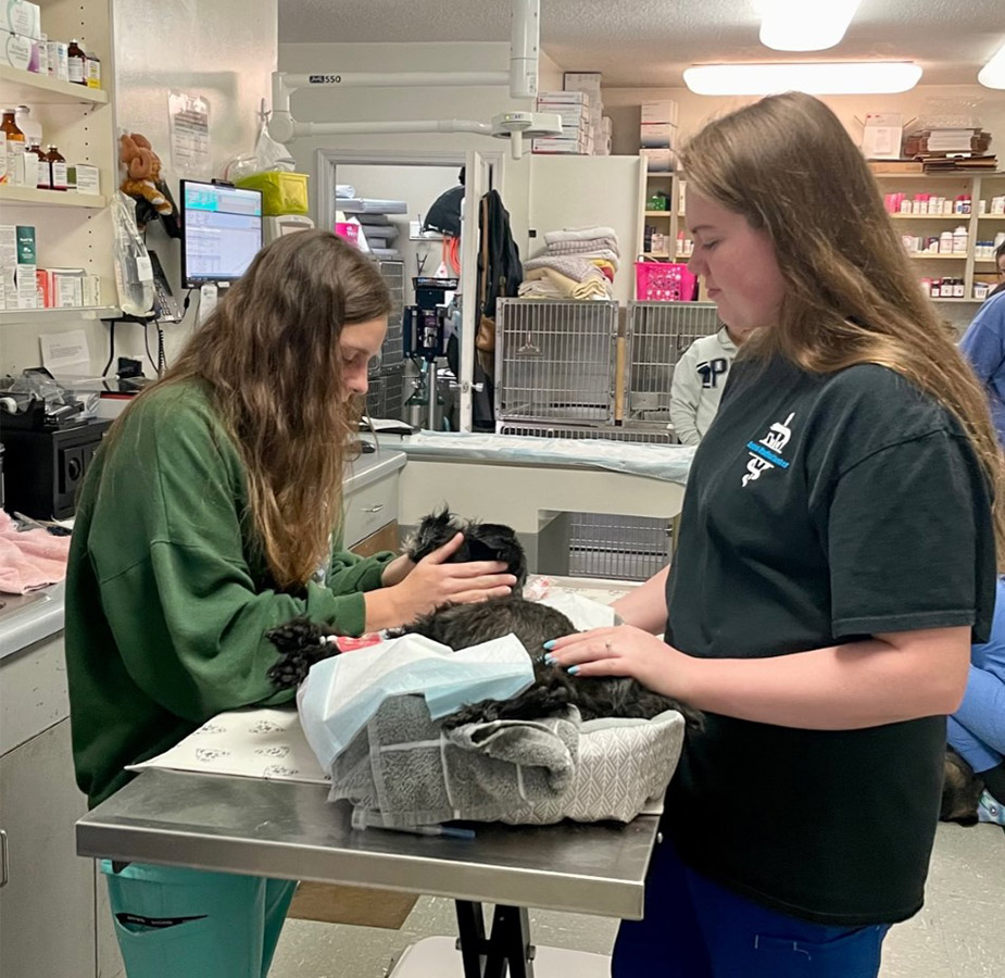 STAFF CHECKING UP ON DOG