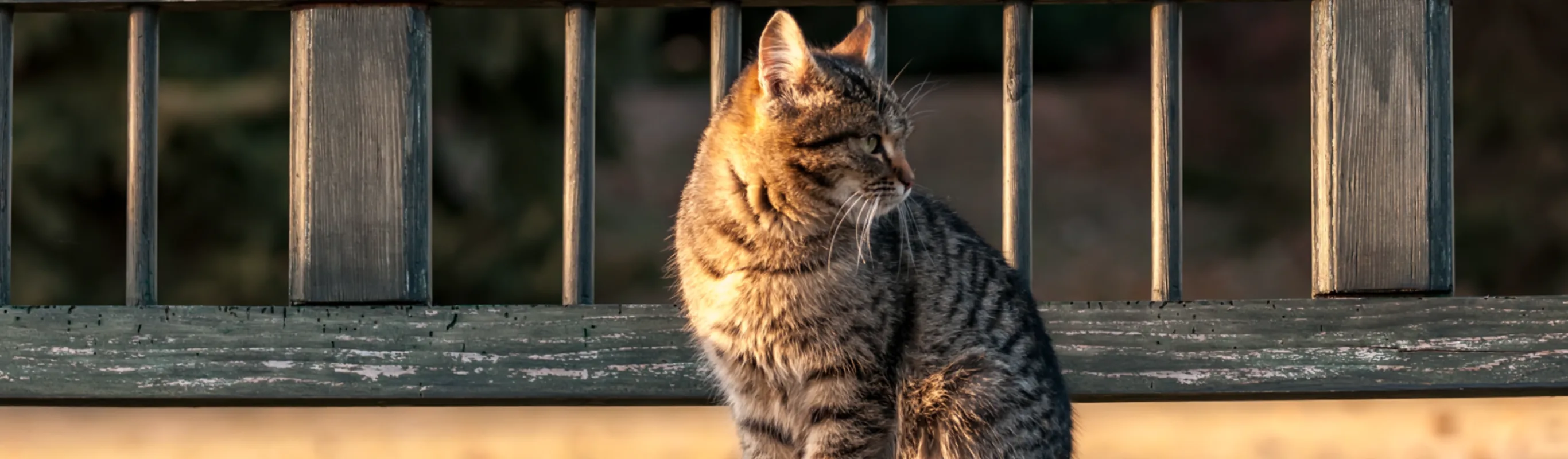 Cat looking away standing on a bridge 