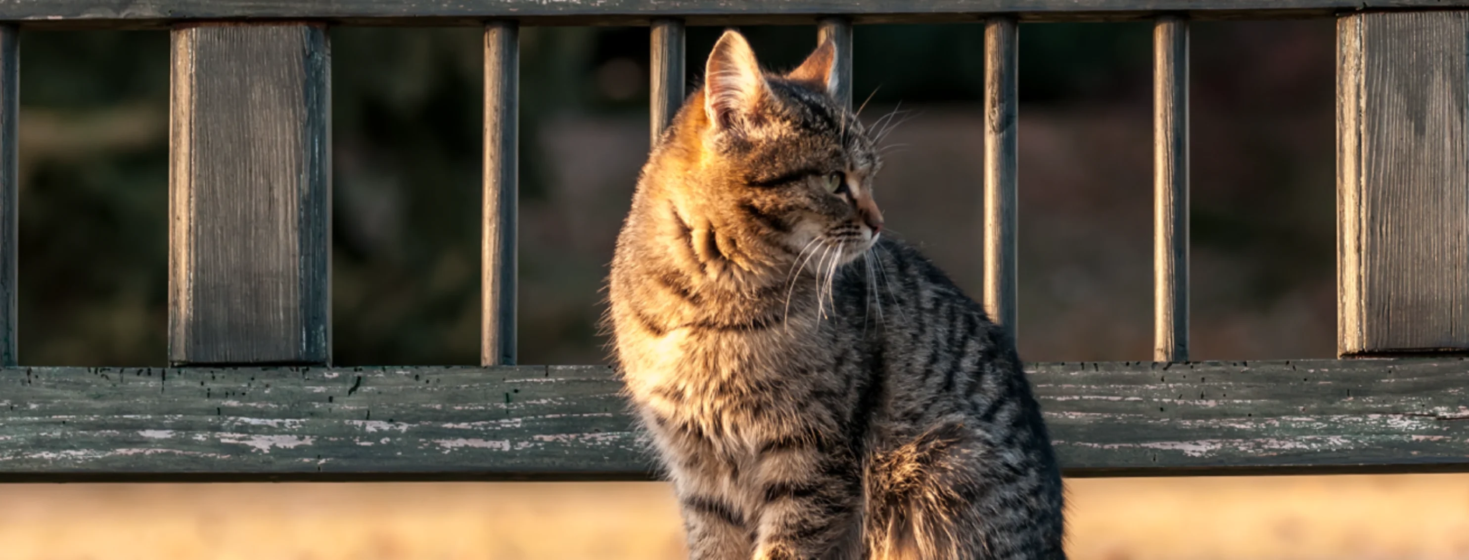 Cat looking away standing on a bridge Cat looking away standing on a bridge