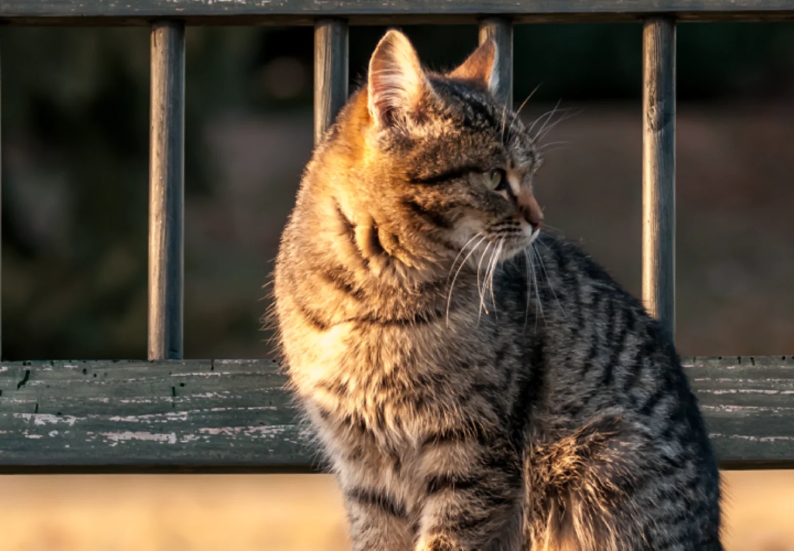 Cat looking away standing on a bridge 