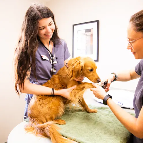Staff giving dog a nail trim Staff giving dog a nail trim