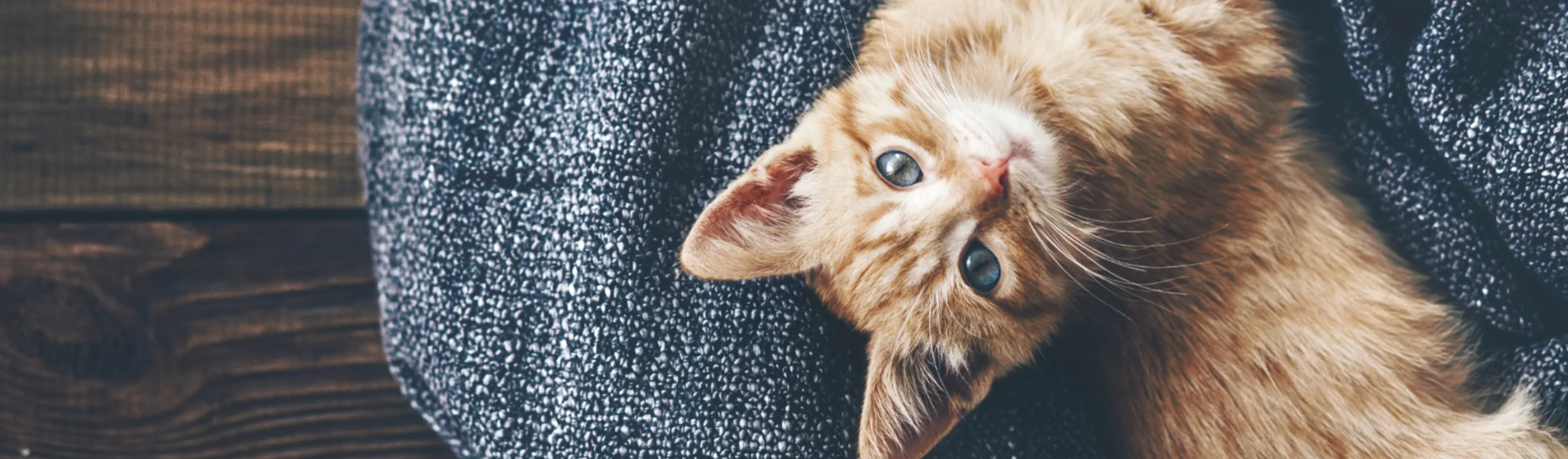 Kitten Laying on Dark Blue Blanket on Wooden Floor Kitten Laying on Dark Blue Blanket on Wooden Floor