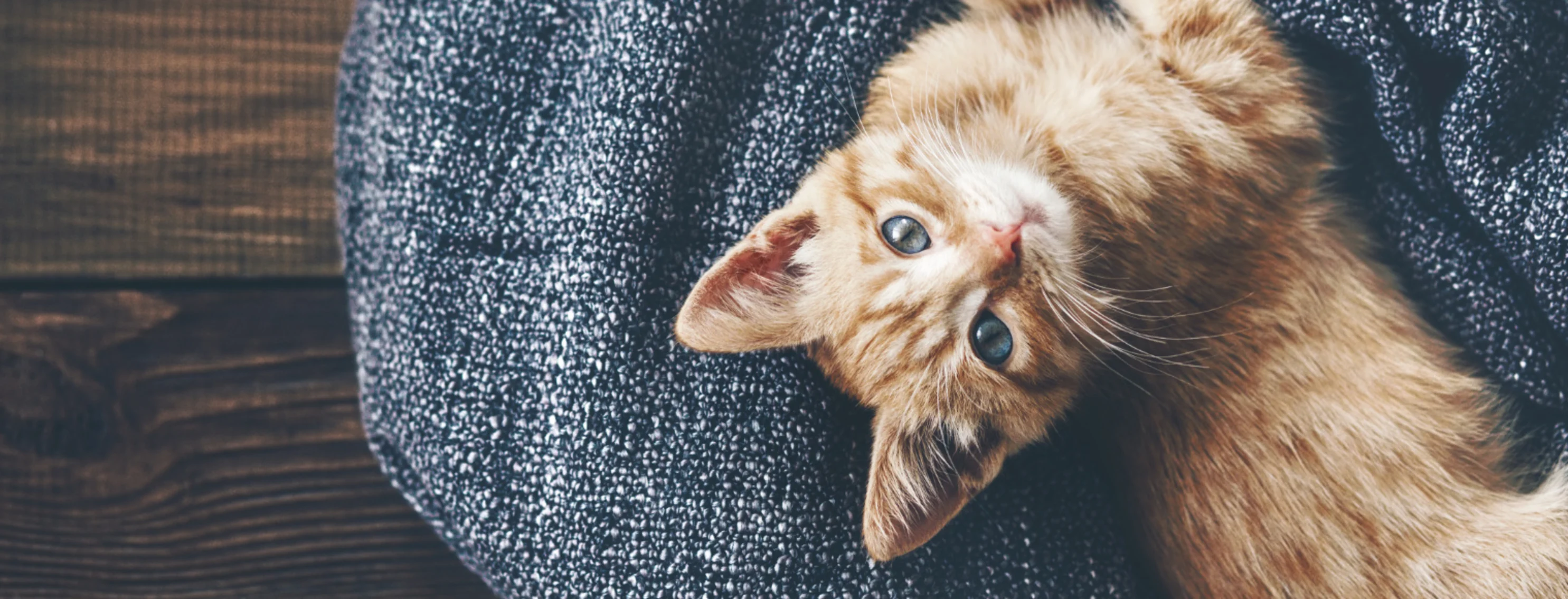 Kitten Laying on Dark Blue Blanket on Wooden Floor Kitten Laying on Dark Blue Blanket on Wooden Floor