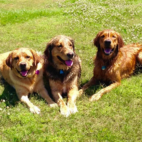 Three dogs sitting in grass