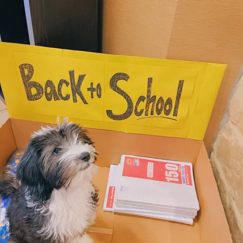 A dog in an open box with a back to school sign and notebook paper