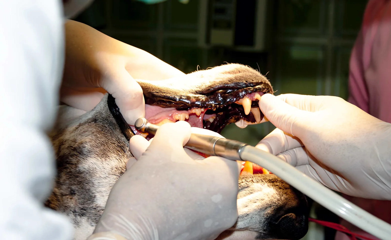 Vet performing surgery on a dogs teeth. Vet performing surgery on a dogs teeth.