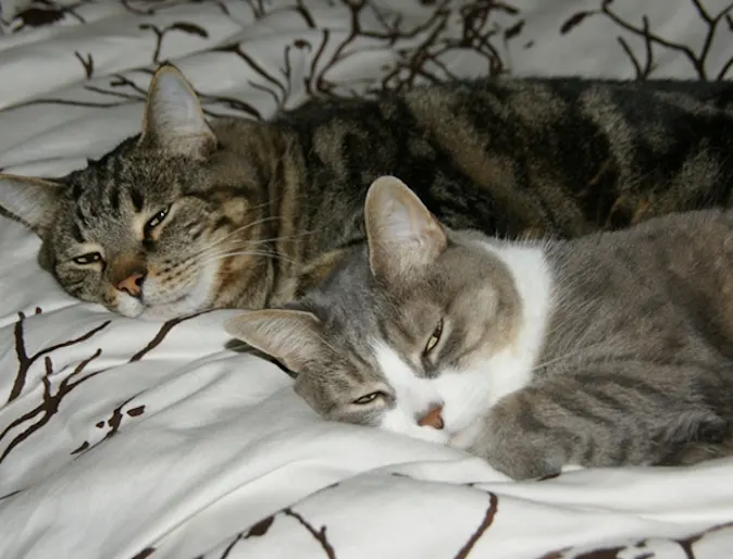 2 cats laying on a bed 2 cats laying on a bed