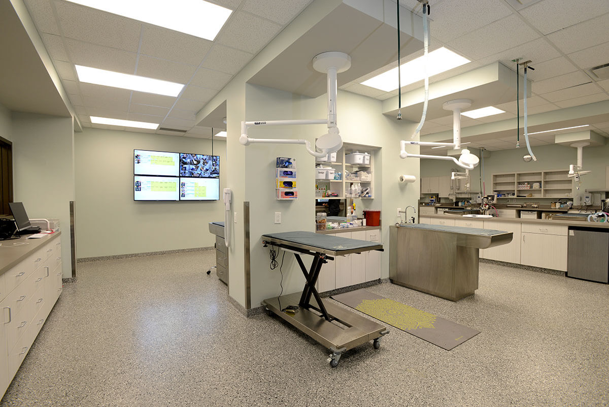 Canine Treatment Area