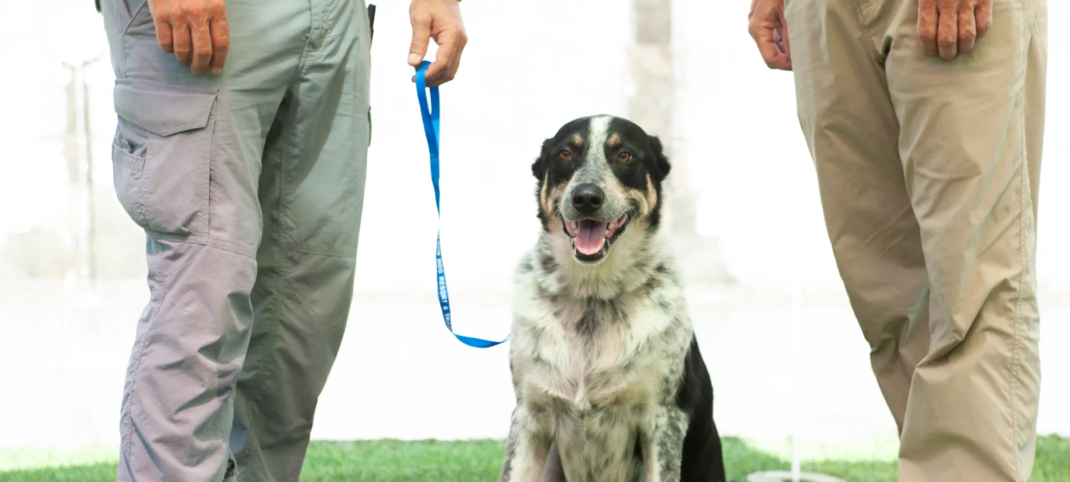 Dog smiling sitting next to trainers Dog smiling sitting next to trainers