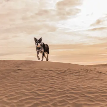 Dog walking in the sand Dog walking in the sand
