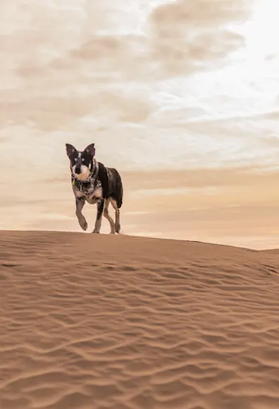 Dog walking in the sand 