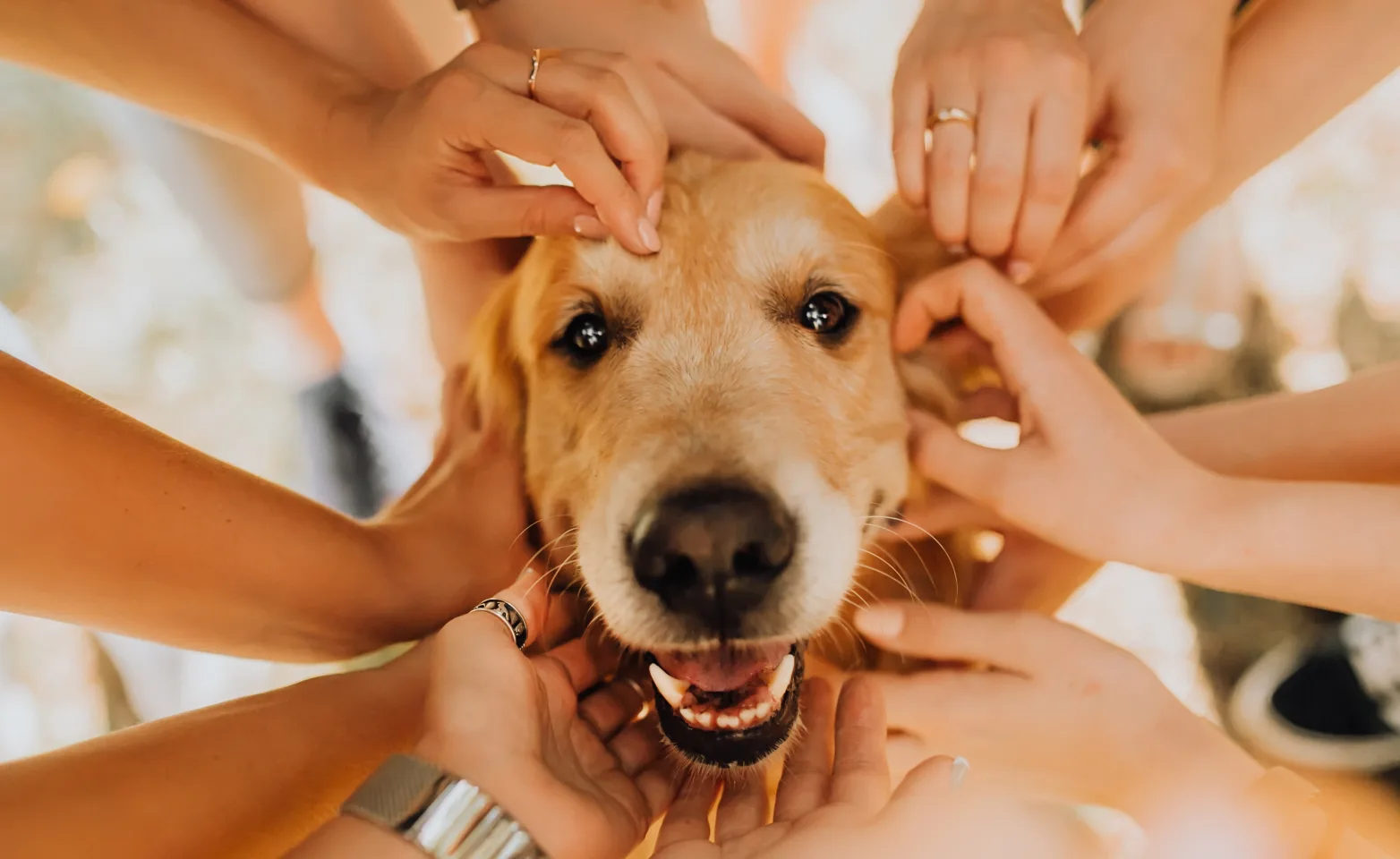Happy dog with a bunch of people petting him.