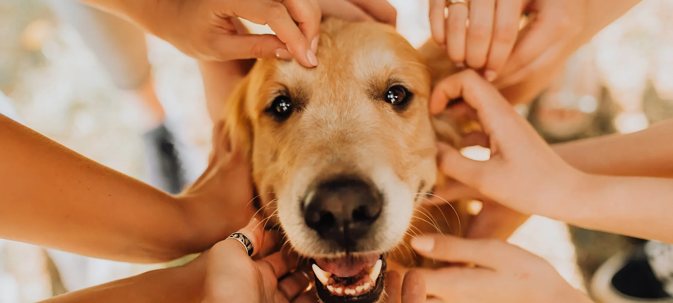 Happy dog with a bunch of people petting him. Happy dog with a bunch of people petting him.