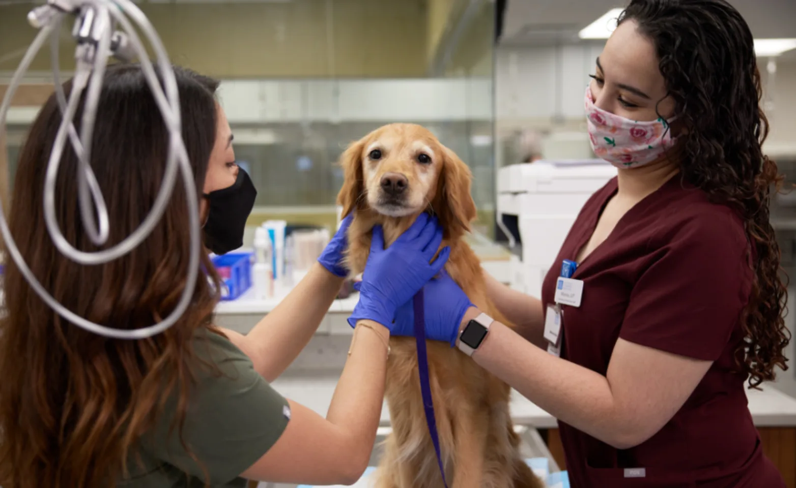 Two vets tending to golden retriever puppy Two vets tending to golden retriever puppy