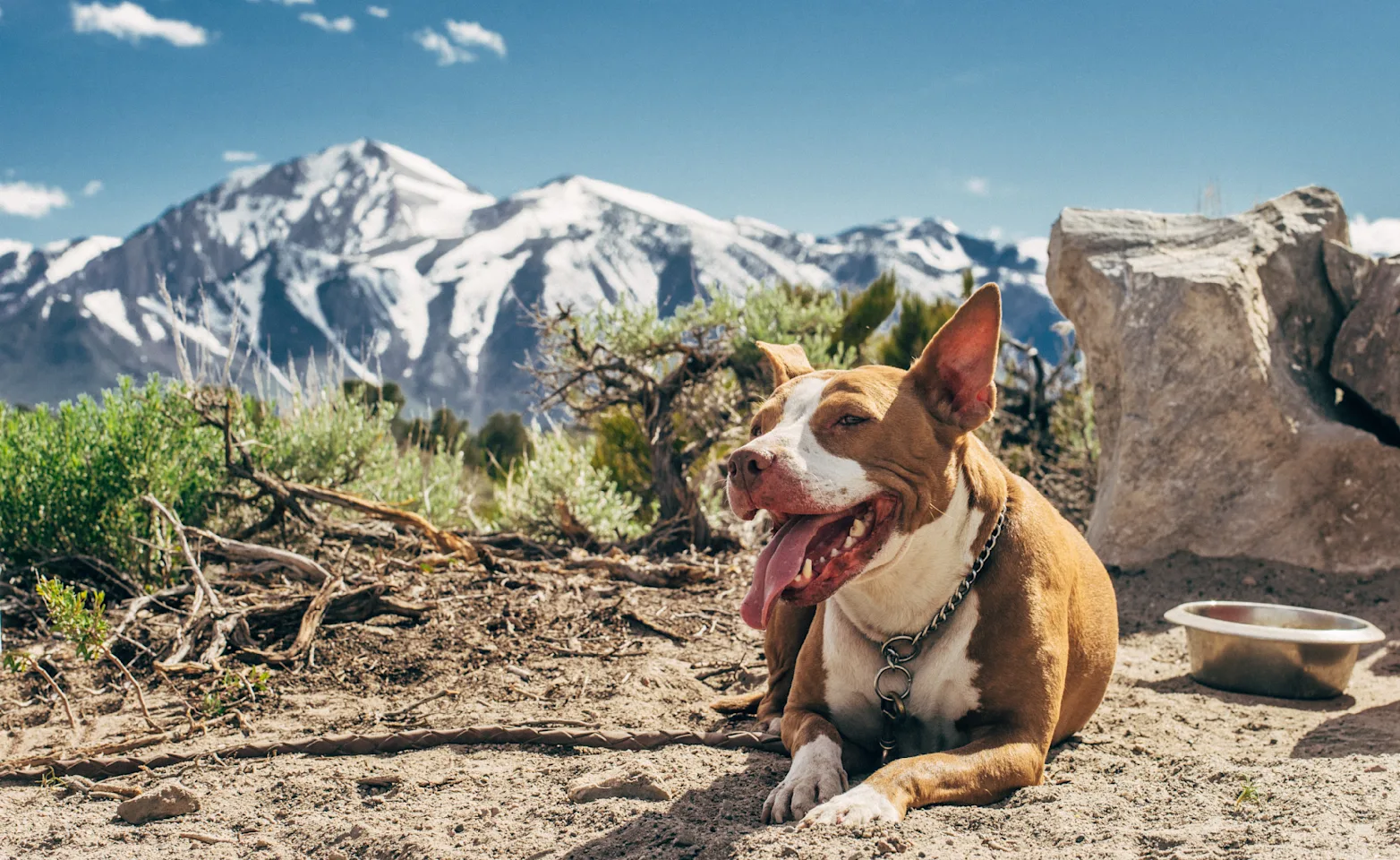 Dog laying down with mountains in the background Dog laying down with mountains in the background