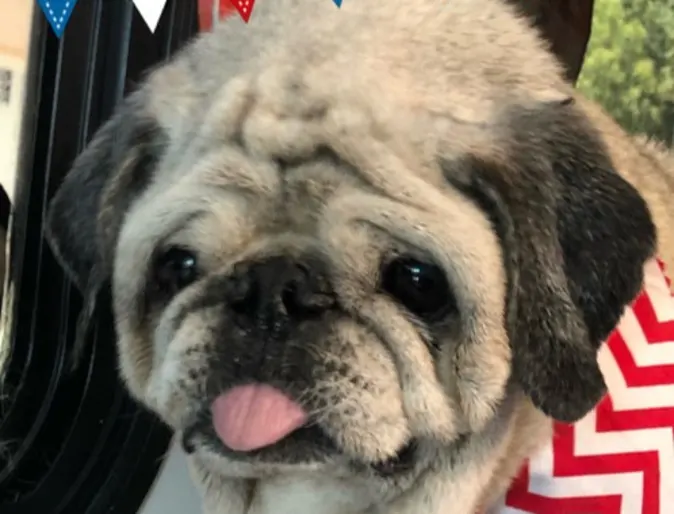 Charles Bryant Lomax the pug Charles Bryant Lomax the pug
