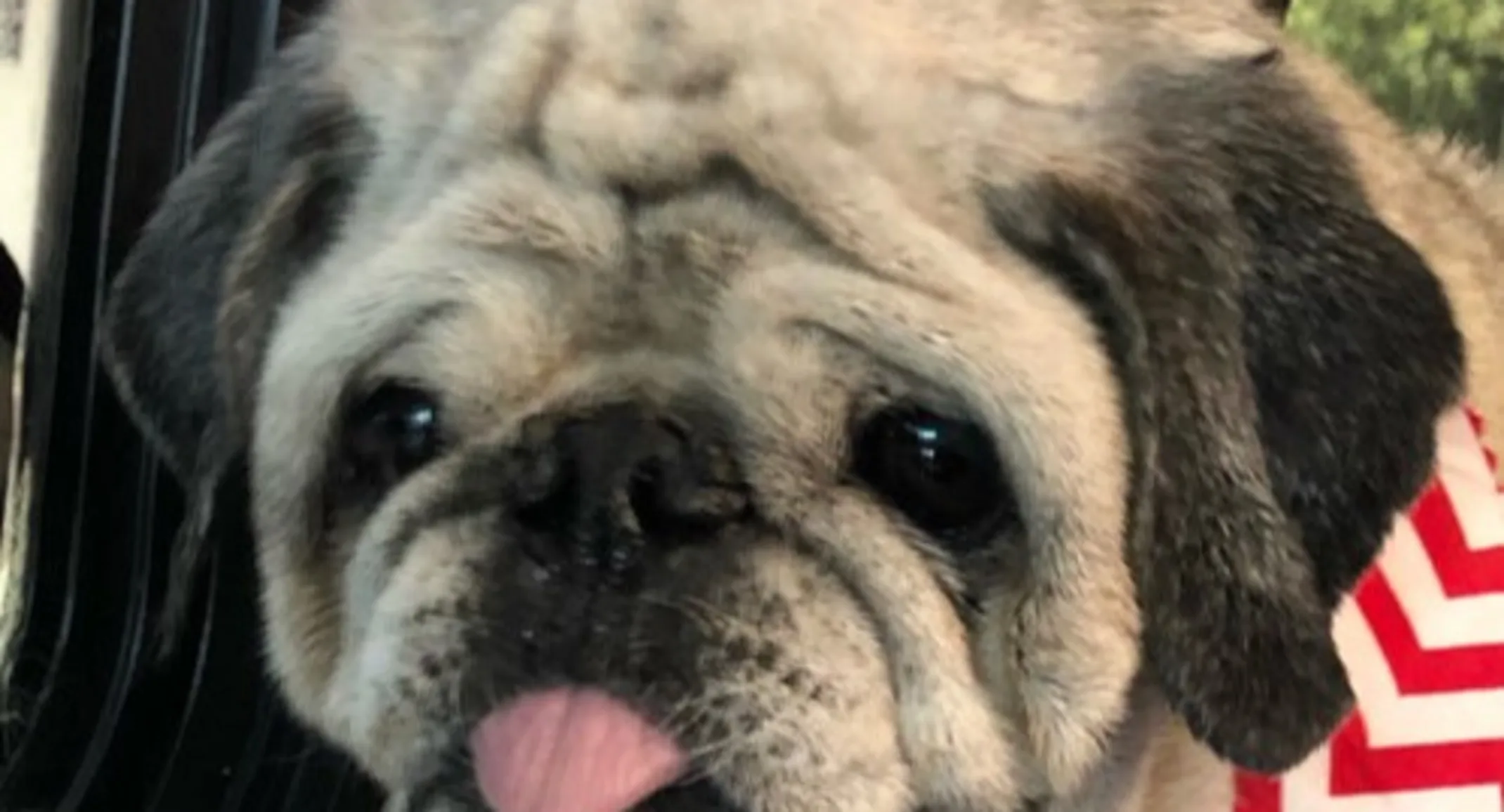 Charles Bryant Lomax the pug Charles Bryant Lomax the pug