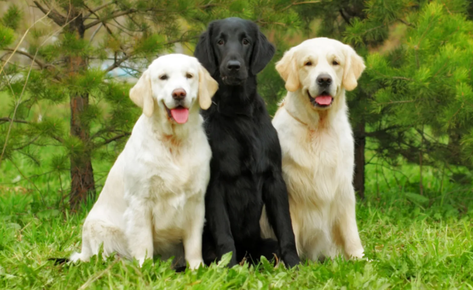 Three Golden Retrievers Sitting Outside