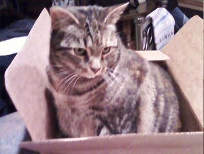 Cat patient from The Valley Veterinary Hospital