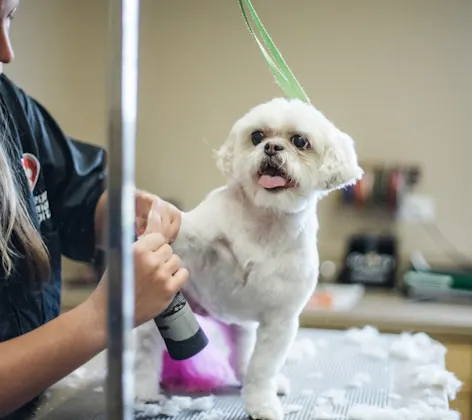 Oswego Animal Hospital white dog being groomed Oswego Animal Hospital white dog being groomed