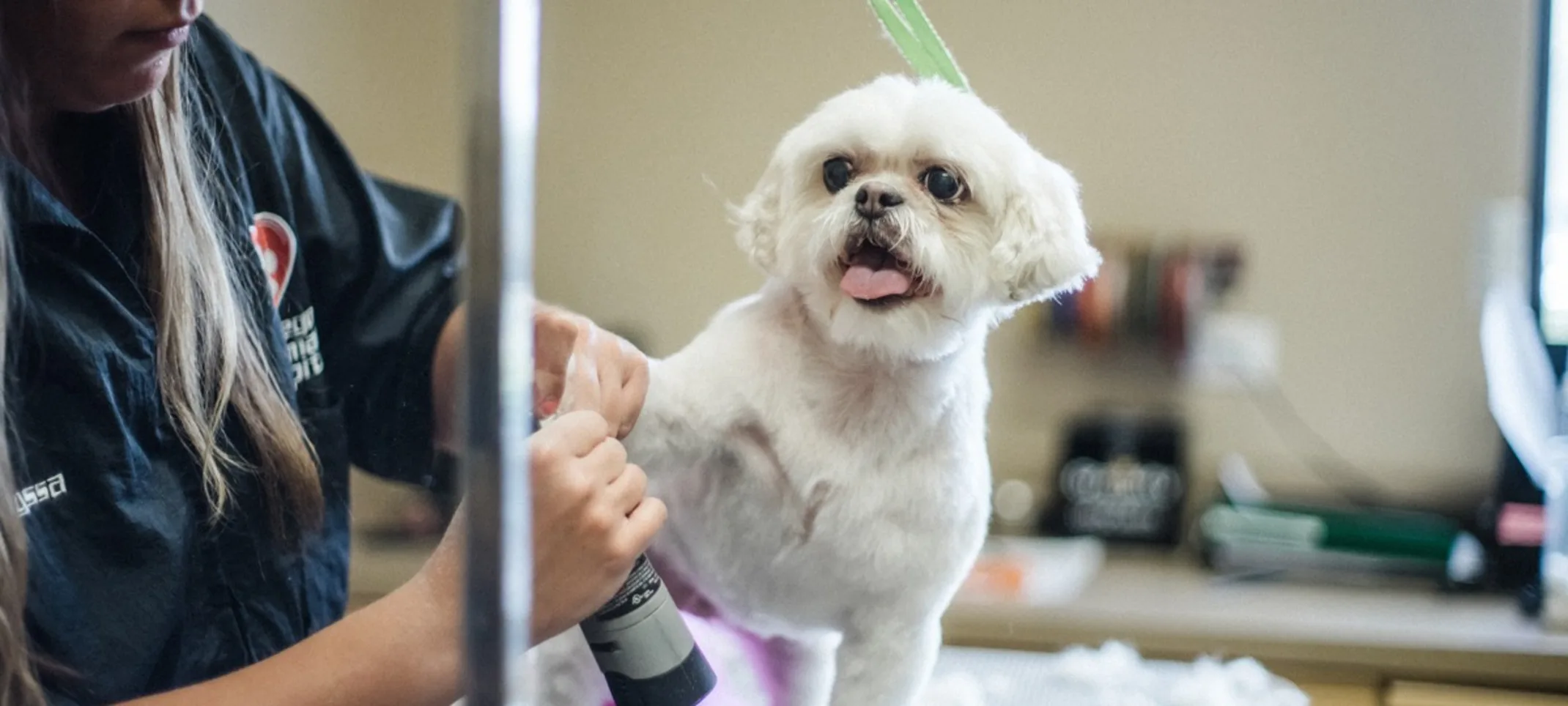Oswego Animal Hospital white dog being groomed Oswego Animal Hospital white dog being groomed