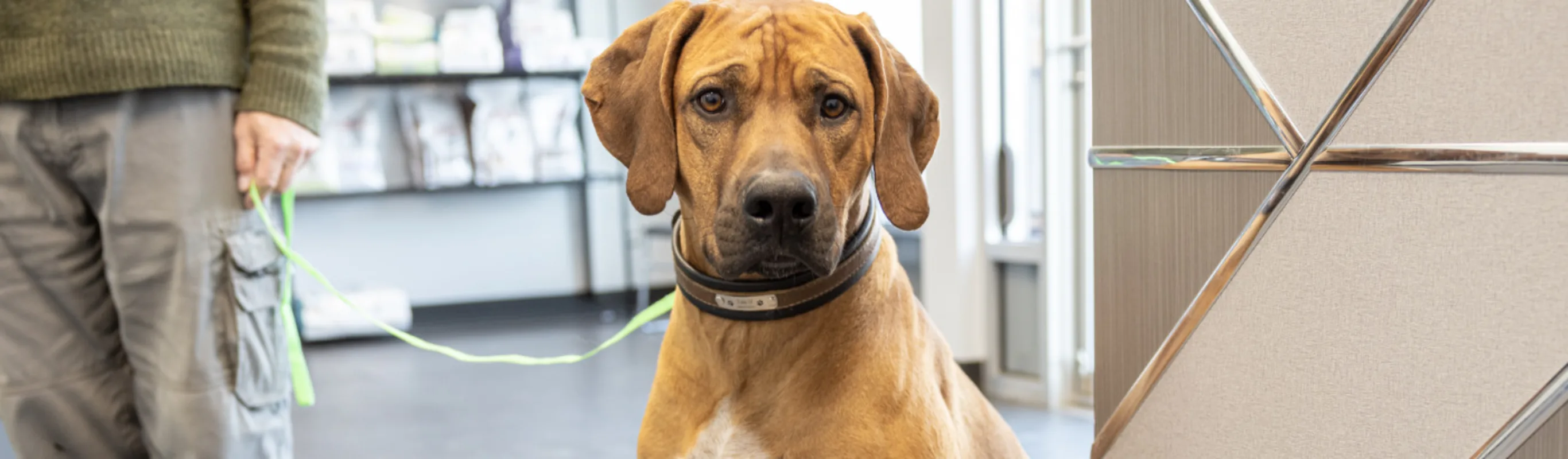 Brown dog staring at the camera Brown dog staring at the camera